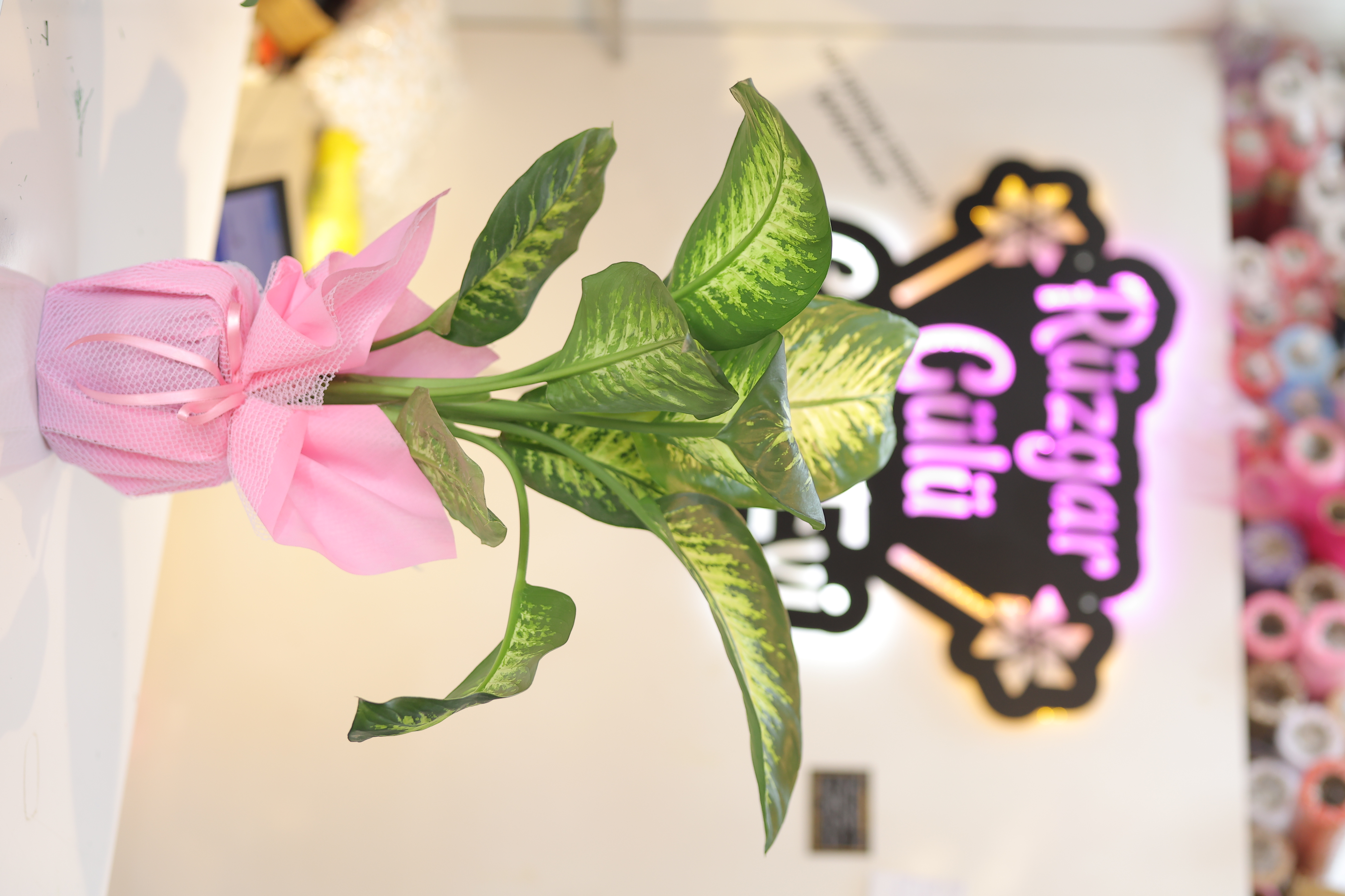 difenbahya-aglayan-cicek-dieffenbachia-tropik-snow